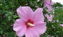 像木槿一样成长