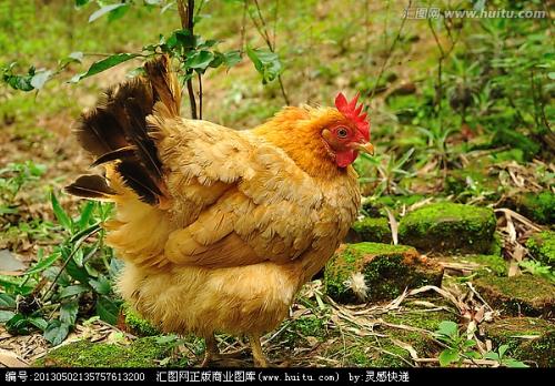 飞母鸡