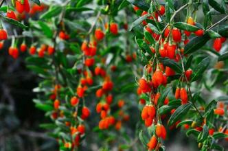 小桃树和枸杞树