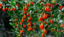 小桃树和枸杞树