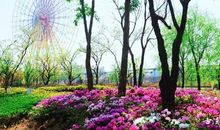 你的爱如缕缕春风