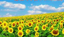 想起这事就高兴