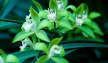 永不凋谢的花朵