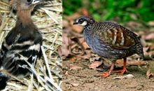 玫瑰花与啄木鸟