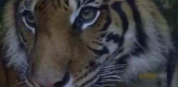 倒霉的猪