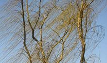 雨中那一股清新的风