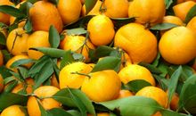 秋到橘子园