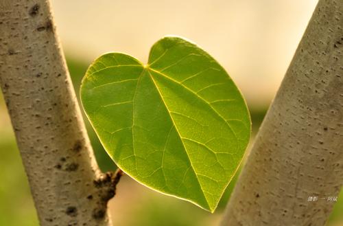 我想成为一片叶子