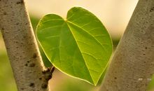 我多想变成一片树叶