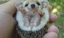 没有刺的小刺猬