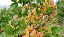 我家的“开心果”