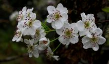 那片梨花那个人