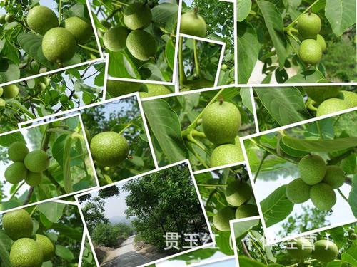 家乡核桃