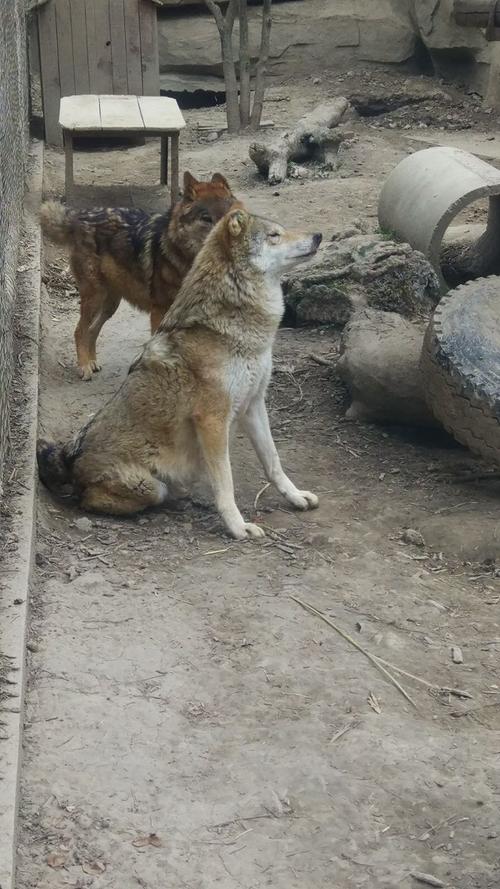 有趣的成都动物园