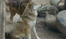 有趣的成都动物园