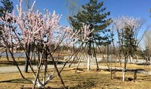 我在春天望窗外