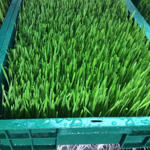 小麦草