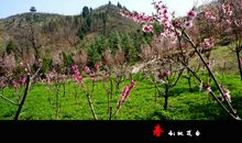 桃花谷春行