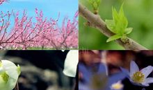 生命绽放的那一刻