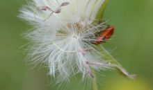 假如我是一朵蒲公英