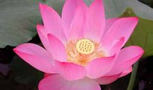 出淤泥而不染的荷花