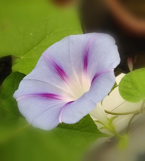 看到牵牛花再次开花