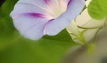 又见牵牛朵朵开