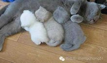 读《小猫被抱走以后》有感