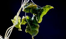 寒冬里盛放的喇叭花