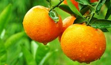 如果那天我没有偷拿橘子