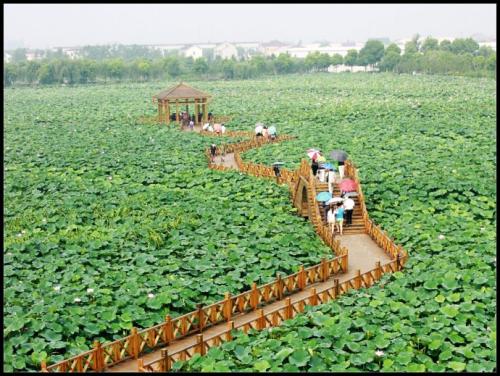 荷花池之旅