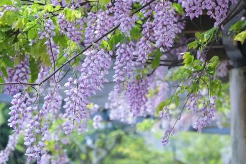 紫藤花在校园里
