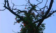 记忆中的两棵树