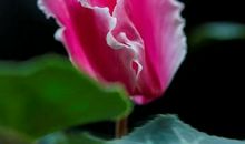 听，叶落的声音