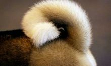 我发现了狗尾巴的秘密