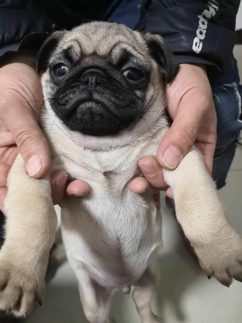 小狗哈巴狗