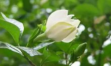 栀子花让我沉醉