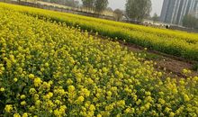 走进春天的校园