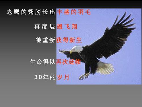 鹰的故事灵感