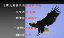 鹰的故事启示