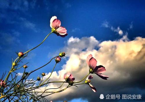 手牵着手“走格桑花”