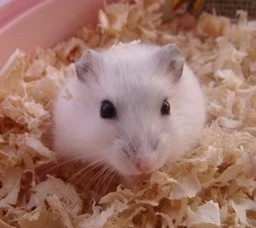 观察仓鼠