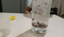 雪碧葡萄干实验