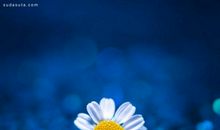 心底里开出花儿