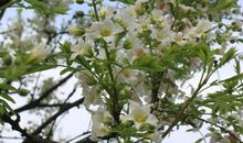 清明，也是一种怀念