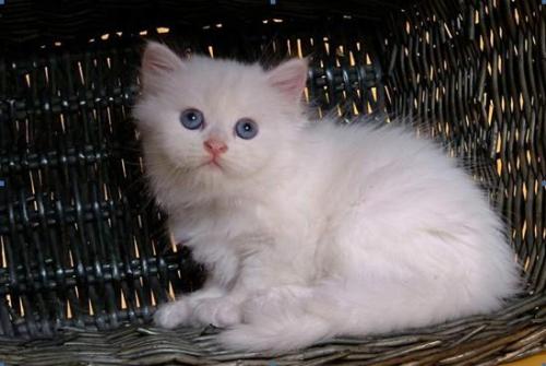 与波斯猫写作文
