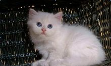 写波斯猫的作文