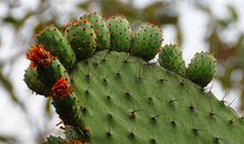 那颗仙人掌感动了我