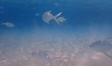 悠然自得的小鱼儿