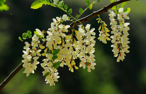 槐花